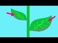 Structure of the Leaf | Plant Biology | the virtual school