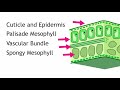Structure of the Leaf | Plant Biology | the virtual school
