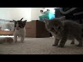 Kitten Update (4 Weeks Old)