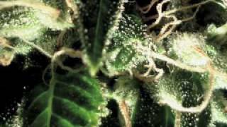 GLC - Got Me Gone GLC - Got Me Gone