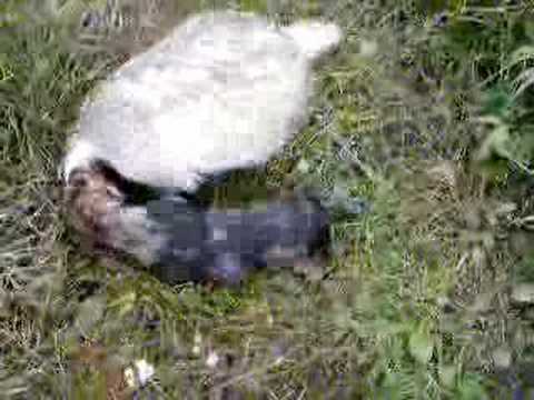 honey badger vs snake. Badger +dog