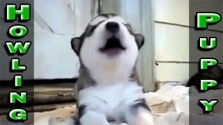 Cuteness Overload Cutest Puppies Ever Seen On Video