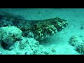 Video of lizard fish