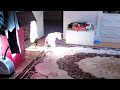 Cute Puppy vs. Orange : Cute Dog Maymo