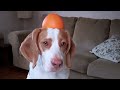 Cute Puppy vs. Orange : Cute Dog Maymo