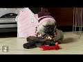 Home Alone (Pug Puppy Version)