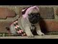 Home Alone (Pug Puppy Version)