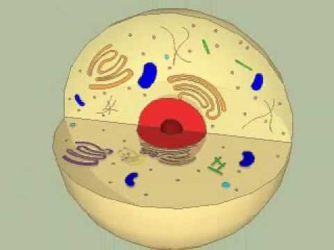 parts of the Animal Cell and give a brief overview on their function.