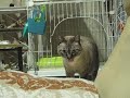 家猫生活9ヶ月改めてジャンくんをご紹介 元野良猫の保護 Yuan stray cat