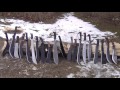 Machetes 1: Intro to Machetes, Uses and Benefits
