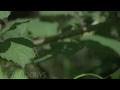 Fly Eats Fly in Slow Motion - The Slow Mo Guys