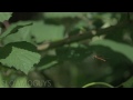 Fly Eats Fly in Slow Motion - The Slow Mo Guys