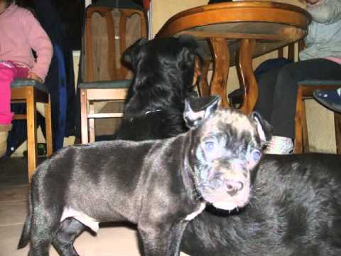 rottweiler vs pitbull rottweiler vs pitbull 0 vistas una duracion rottweiler vs pitbull rottweiler vs pitbull 0 vistas una duracion