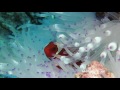 Finding Nemo  | Nemo