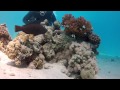 GoPro HD Hero 2 - Backscatter Magic Flip-Filter - Red Sea