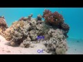 GoPro HD Hero 2 - Backscatter Magic Flip-Filter - Red Sea