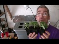 Home made Deep water hydroponic system for $35 Easy