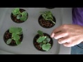 Home made Deep water hydroponic system for $35 Easy