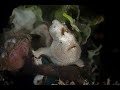 White Painted Frogfish | Painted Frogfish