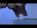 Dogs are Awesome TOO (High Definition)