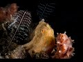 Video of Painted Frogfish