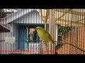 Kumpulan Suara Burung Pleci Perci Gacor Untuk Masteran