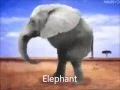 Retarded Running Animals