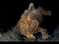 Brown Painted Frogfish | Painted Frogfish