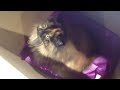 jack in a box