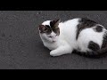 ドキュメント『猫が友達になる瞬間』