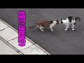ドキュメント『猫が友達になる瞬間』