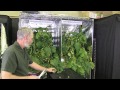 Led Plant Grow Lights - Advanced LED hydroponic Cucumber Test