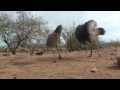 Emu Tango (Emu vs. Weasel Ball)