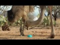 Emu Tango (Emu vs. Weasel Ball)