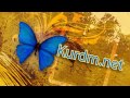 Malperi Kurdm Sarchawaiak Bo Ziad Krdni Zanyaret .