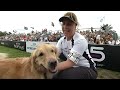 Large Dog Agility - 2013 Purina® Incredible Dog Challenge® St. Petersburg