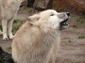 Arctic Wolves in Zoo Berlin howling growling barking!