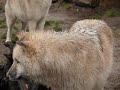 Arctic Wolves in Zoo Berlin howling growling barking!