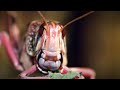 LOCUST SWARM ISRAEL from EGYPT - 1,000,000 Expected ..Mar.5 - 30, 2013 Egypt Permission?