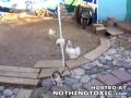 Une intervention efficace des poulets ! :)