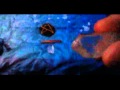 None Magic Video