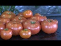 Grow Light Review - Hydro Grow's 336x LED Grow light with Beef Steak Tomatoes