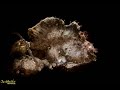 Video of Randall's frogfish