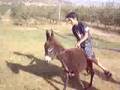 amix ol hmar