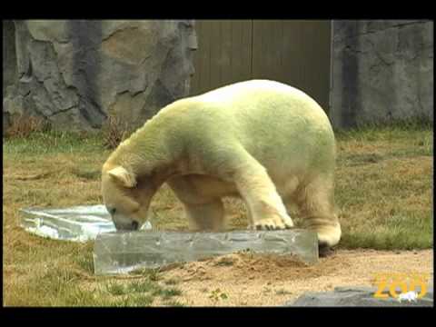 Brookfield zoo coupons