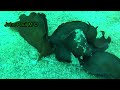 Aplysia fasciata accouplement | lièvre de mer