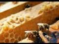 Campo Giardino apicoltura