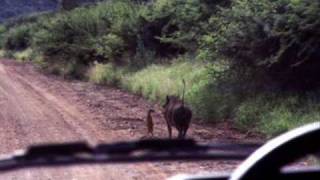 timón y pumba del rey león