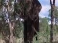animals(mbaw9a)