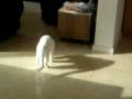 Cat playing like a dog Cat playing like a dog